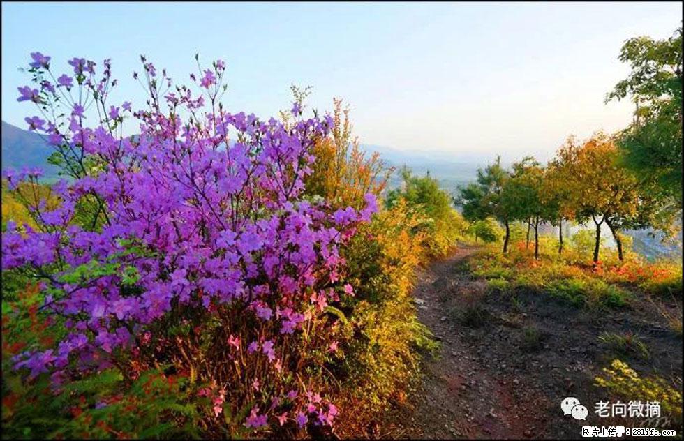【春天,广西桂林灌阳县向您发出邀请!】登麒麟山,相约映山红 - 游山玩水 - 齐齐哈尔生活社区 - 齐齐哈尔28生活网 qqhr.28life.com