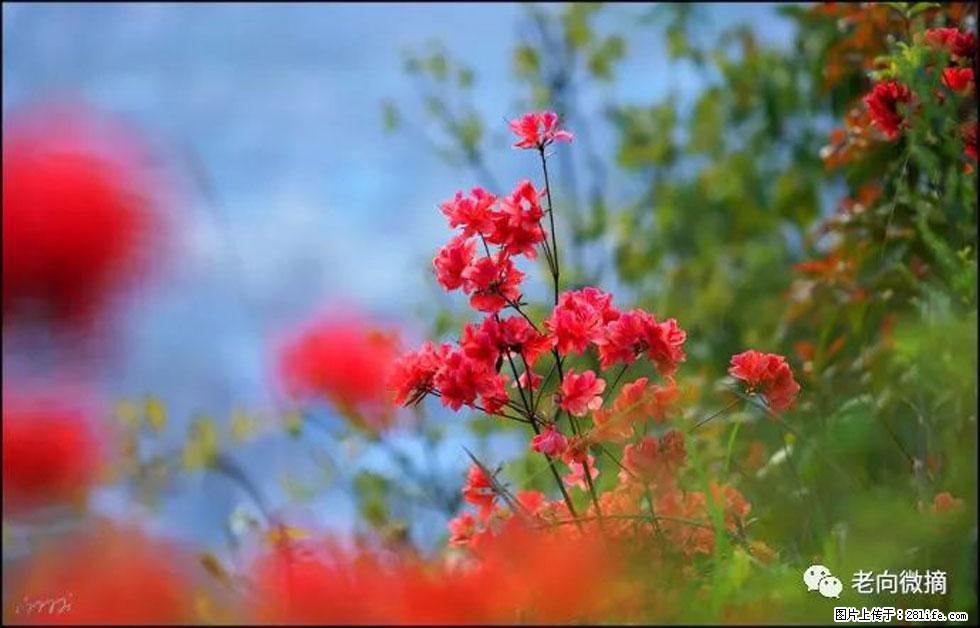 【春天,广西桂林灌阳县向您发出邀请!】登麒麟山,相约映山红 - 游山玩水 - 齐齐哈尔生活社区 - 齐齐哈尔28生活网 qqhr.28life.com