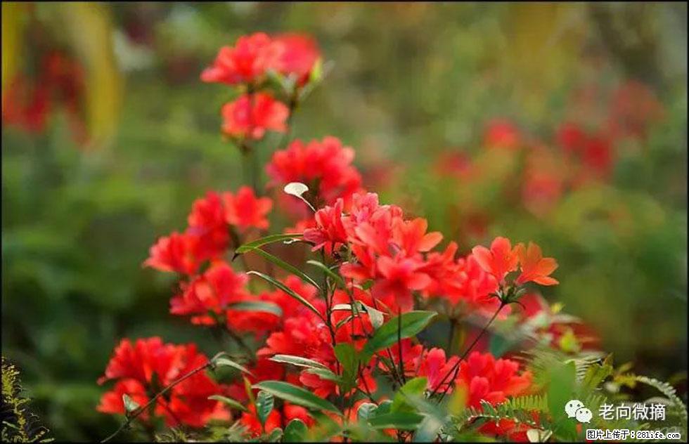 【春天,广西桂林灌阳县向您发出邀请!】登麒麟山,相约映山红 - 游山玩水 - 齐齐哈尔生活社区 - 齐齐哈尔28生活网 qqhr.28life.com