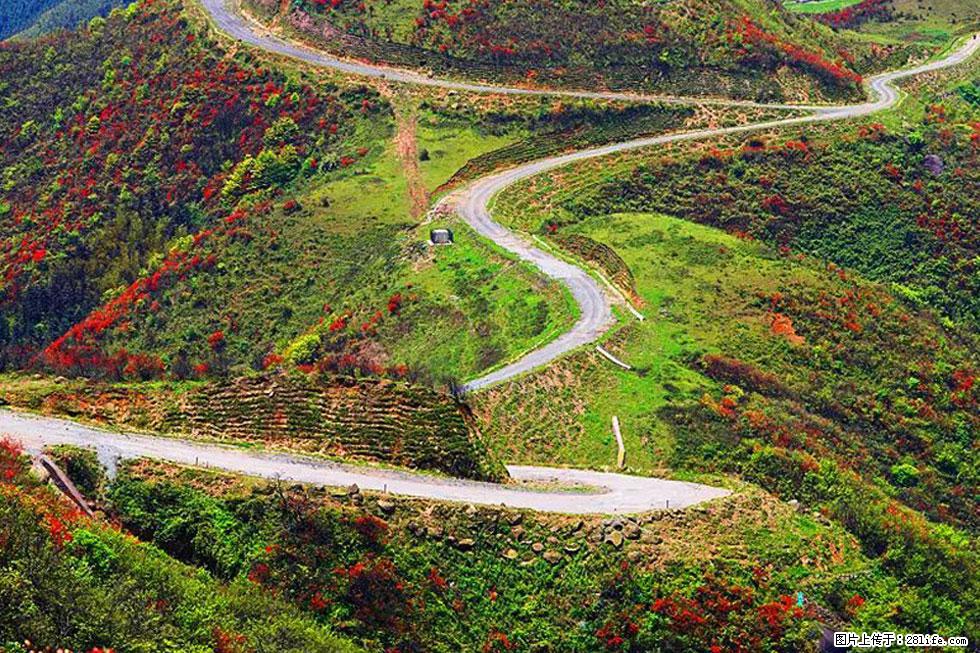 【春天,广西桂林灌阳县向您发出邀请!】春木界上映山红 - 游山玩水 - 齐齐哈尔生活社区 - 齐齐哈尔28生活网 qqhr.28life.com