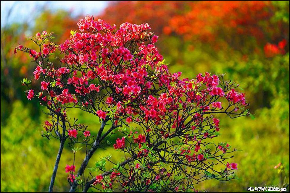 【春天,广西桂林灌阳县向您发出邀请!】春木界上映山红 - 游山玩水 - 齐齐哈尔生活社区 - 齐齐哈尔28生活网 qqhr.28life.com