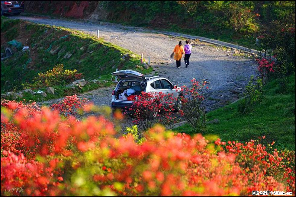 【春天,广西桂林灌阳县向您发出邀请!】春木界上映山红 - 游山玩水 - 齐齐哈尔生活社区 - 齐齐哈尔28生活网 qqhr.28life.com