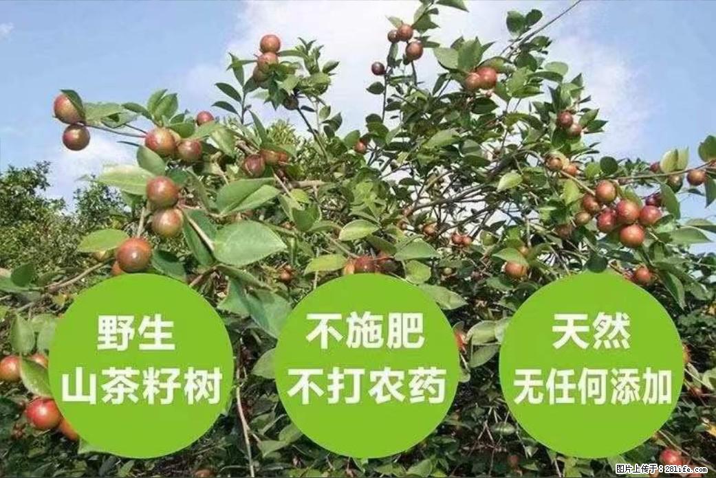 【灌阳县油茶产业示范区】一个有着充实的精神生活的人，对待身外之物自会有一种淡泊的态度 - 美食天地 - 齐齐哈尔生活社区 - 齐齐哈尔28生活网 qqhr.28life.com