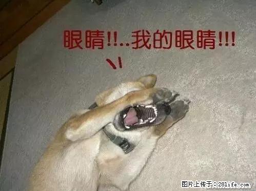 笑癫了！一女的怀孕三年未生，他终于忍不住了... - 娱乐八卦 - 齐齐哈尔生活社区 - 齐齐哈尔28生活网 qqhr.28life.com