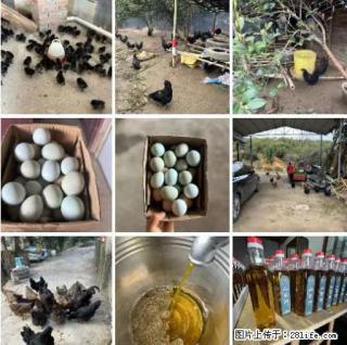 油茶园从小鸡仔开始养起的纯土鸡、土鸡蛋可以预定啦！还有前几天刚榨的纯山茶油哦 - 齐齐哈尔28生活网 qqhr.28life.com