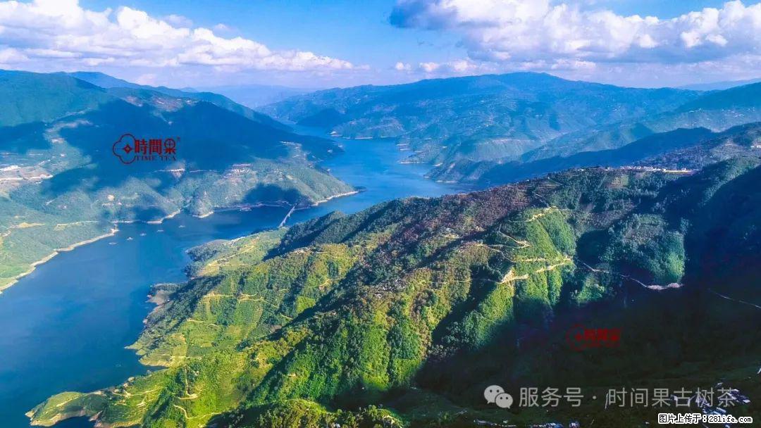 时间果百年古树龙珠普洱生茶 - 购物交流 - 齐齐哈尔生活社区 - 齐齐哈尔28生活网 qqhr.28life.com