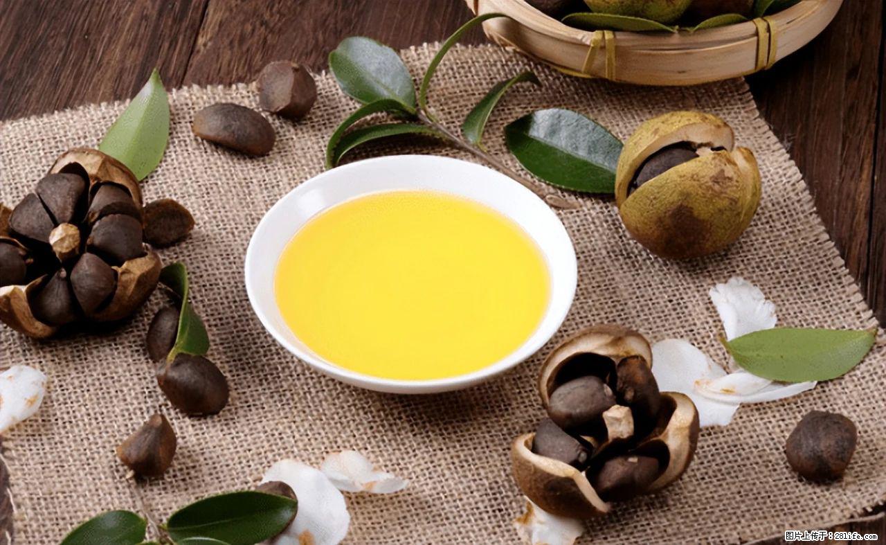 揭秘茶油的5大核心营养成分!被称为人体健康的“守护盾”! - 齐齐哈尔生活资讯 - 齐齐哈尔28生活网 qqhr.28life.com