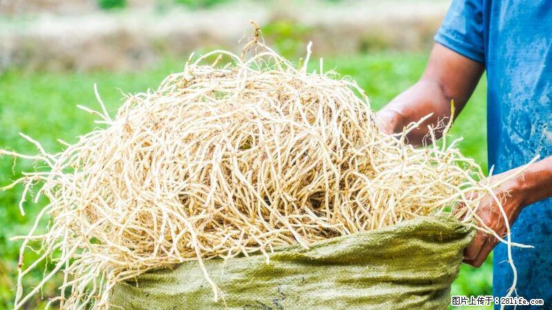 堪称“最难吃”的蔬菜，却是 “抗辐射神器”，还能护肺、清热、止咳化痰！ - 齐齐哈尔生活资讯 - 齐齐哈尔28生活网 qqhr.28life.com