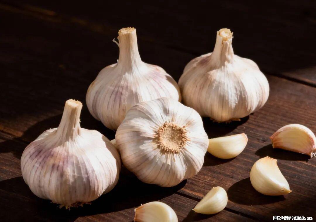 关于大蒜，除了“天然抗生素”，这4个谣言更该警惕! - 齐齐哈尔生活资讯 - 齐齐哈尔28生活网 qqhr.28life.com