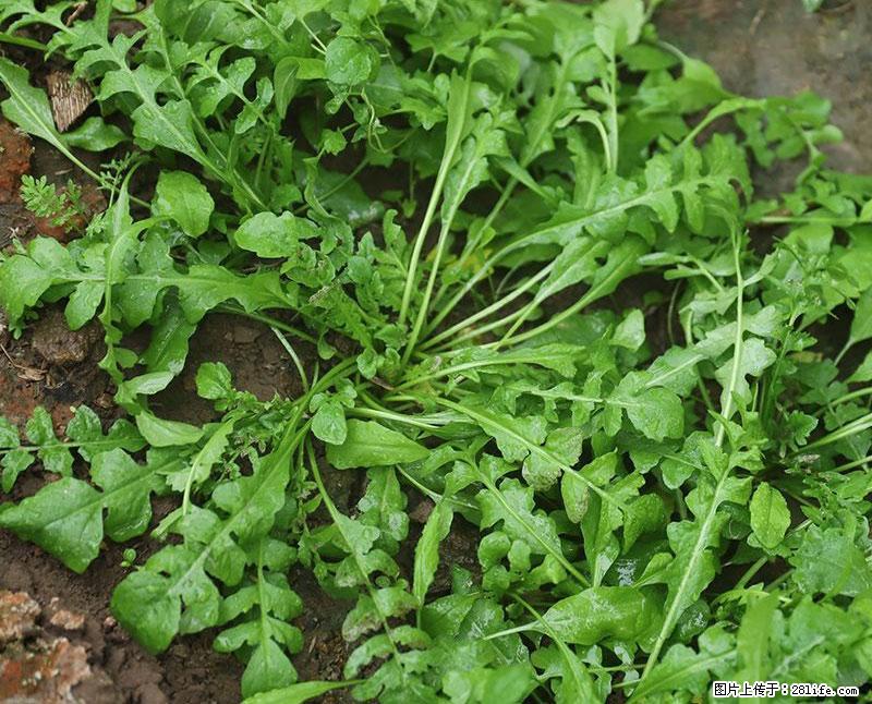 这些蔬菜是“天然钙片”，这6种被医生重点推荐 - 齐齐哈尔生活资讯 - 齐齐哈尔28生活网 qqhr.28life.com