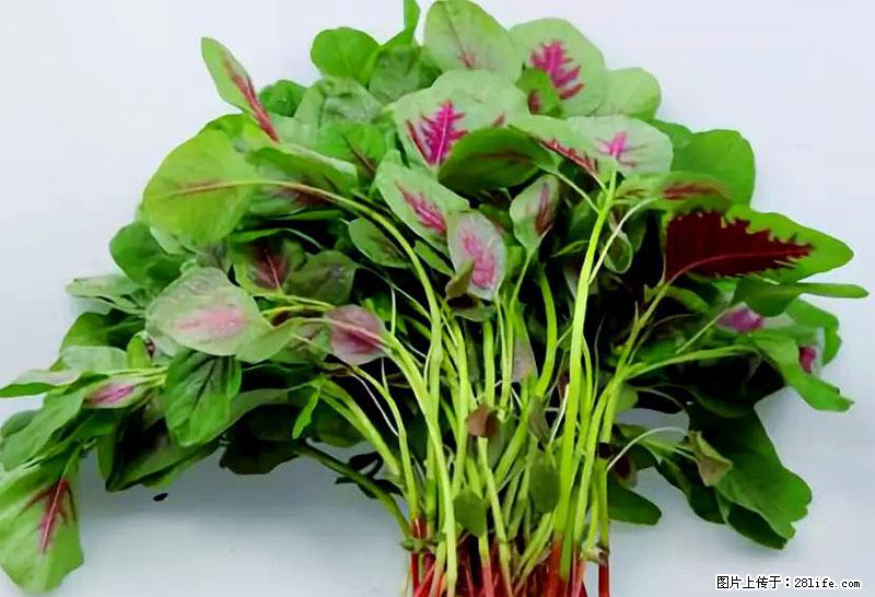 这些蔬菜是“天然钙片”，这6种被医生重点推荐 - 齐齐哈尔生活资讯 - 齐齐哈尔28生活网 qqhr.28life.com