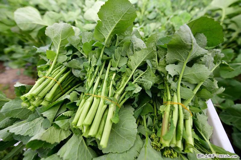 这些蔬菜是“天然钙片”，这6种被医生重点推荐 - 齐齐哈尔生活资讯 - 齐齐哈尔28生活网 qqhr.28life.com